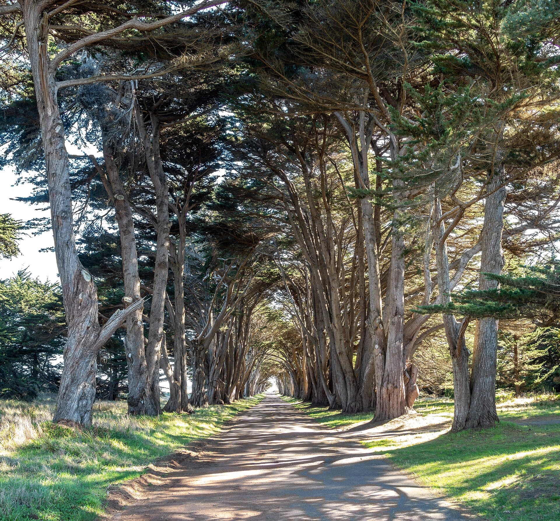 The Cypress Tree Tunnel at Point Reyes: a dirt road running straight between two rows of tall cypress trees whose branches meet overhead.